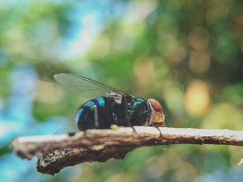 Close-up of fly on branch