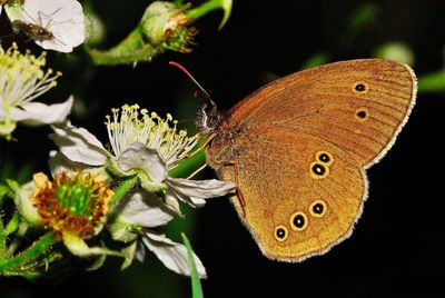 Close-up of butterfly pollinating on flower