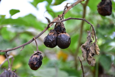 Close-up of berries growing on tree