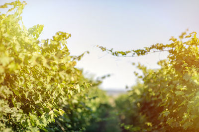 Close-up of fresh green plant against sky on sunny day