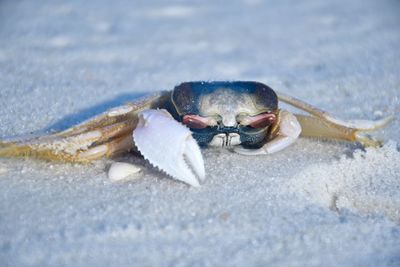 Close-up of crab on beach