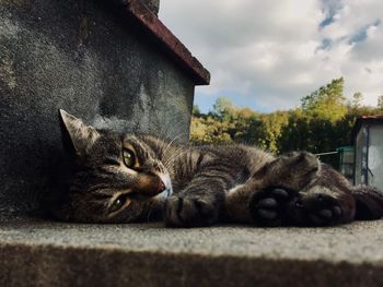 Cat relaxing in a old town in italy 