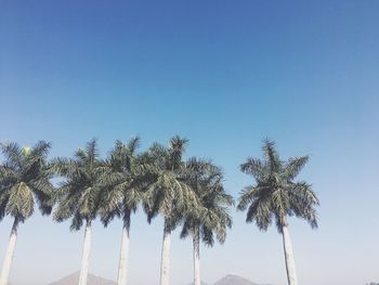 Low angle view of palm trees against clear blue sky