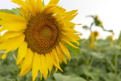 Close-up of sunflower