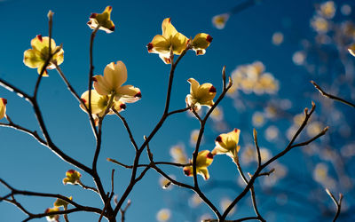 Low angle view of flowering plants against sky