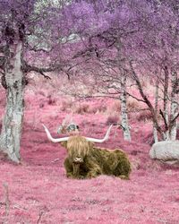 Horse on tree