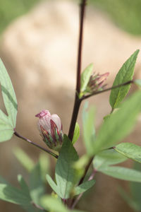 Close-up of flowering plant