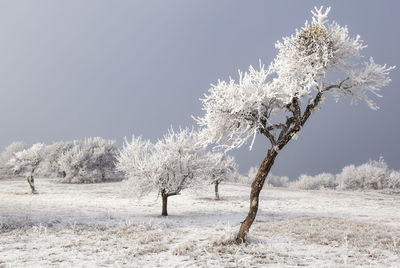 Trees on snow covered field against sky