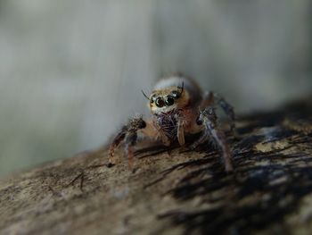 Close-up of spider on rock