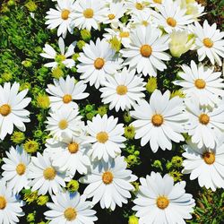 Close-up of white daisy flowers