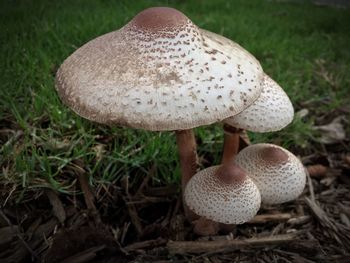 Close-up of mushroom on field