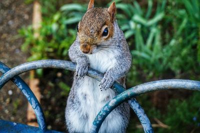 Close-up of an animal