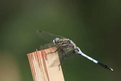 Close-up of dragonfly perching on wood