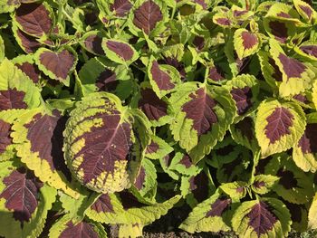 High angle view of plants growing on field