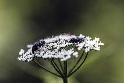 Close-up of honey bee on white flower