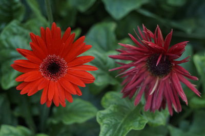 Close-up of red dahlia blooming outdoors