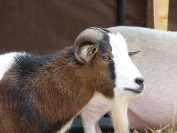 Portrait of goat standing outdoors