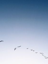 Low angle view of birds flying in sky