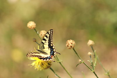 Close-up of butterfly pollinating on flower