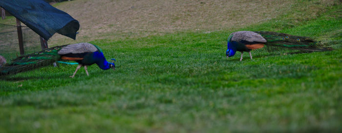 View of a peacock on field