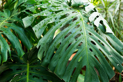 Close-up of wet plant leaves