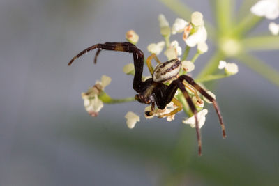 Close-up of insect on flower