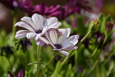 Close-up of white flowers