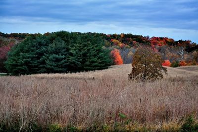 Trees on field against cloudy sky