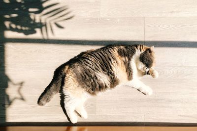 High angle view of cat on hardwood floor