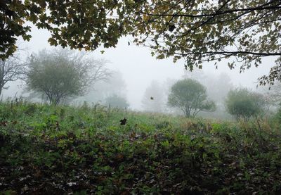 Trees on field against sky