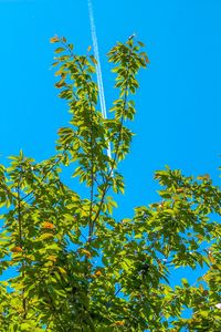 Low angle view of trees against blue sky