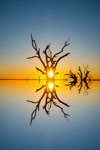Silhouette plant against lake during sunset