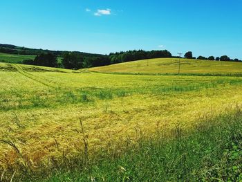 Scenic view of field against clear sky