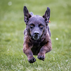 Close-up portrait of black dog on grassy field