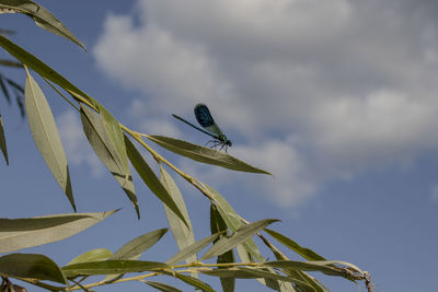 Low angle view of bird perching on plant against sky