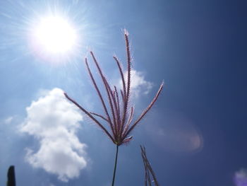 Low angle view of stalks against blue sky