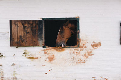 Brown horse looking through stable window