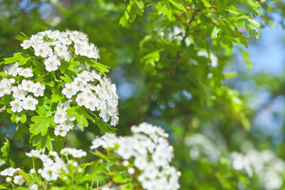 Close-up of white flowering plant
