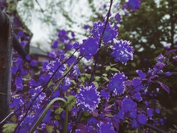 Close-up of purple flowers blooming on tree
