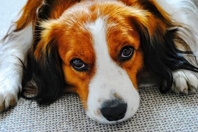 Close-up portrait of a dog