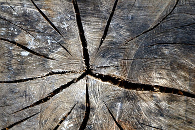 Close up photo of a big wooden log showing its patterns