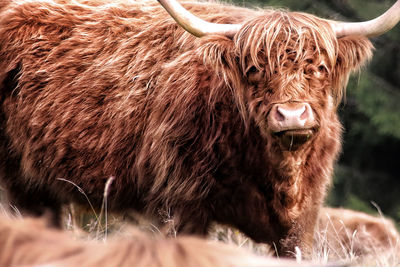 Close-up of cow