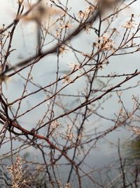 Low angle view of bare tree against sky