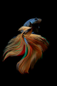 Close-up of siamese fighting fish against black background