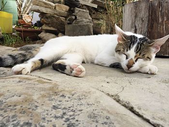 Close-up of cat sleeping