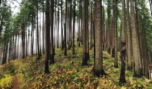 Pine trees in forest