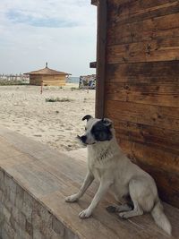 View of a dog resting on wood