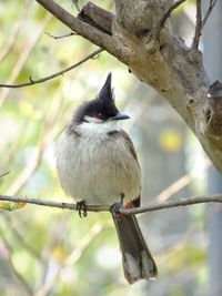 Close-up of bird perching on branch