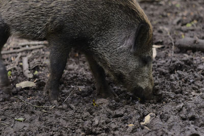 Wild boar foraging in the dirt