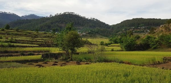 Scenic view of agricultural field against sky